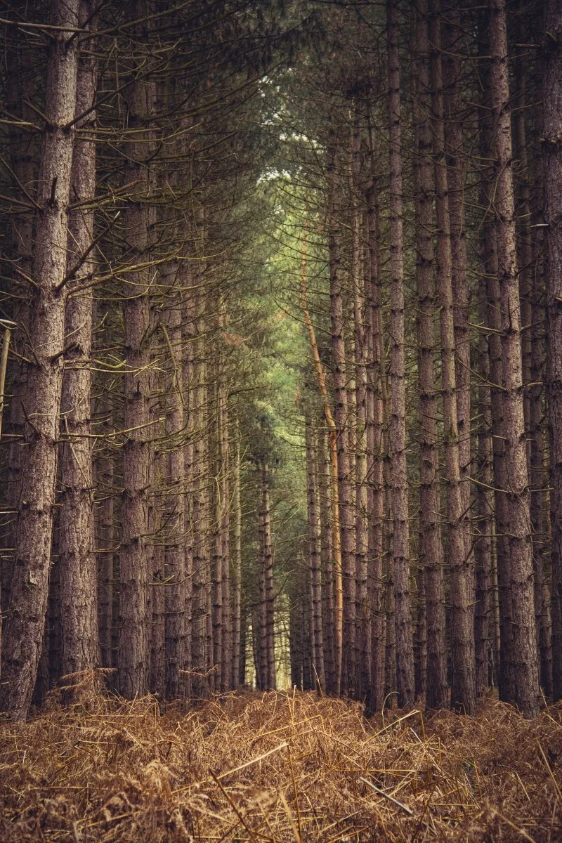 19_Woodland 2_Laura Egerton.jpg