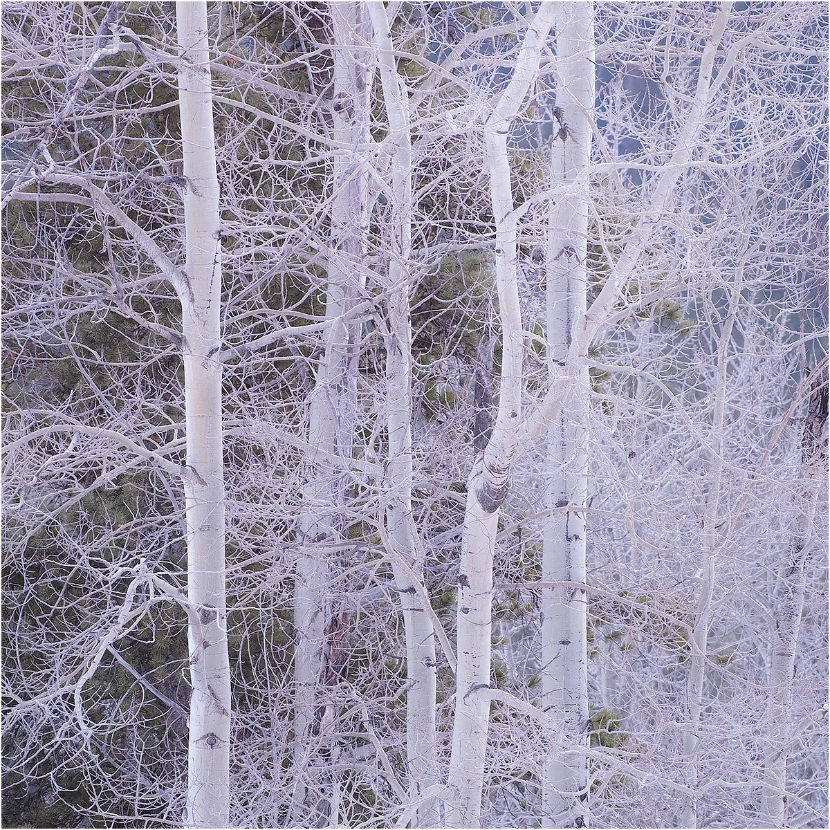 19_Tangled Aspens_Graeme Tozer.jpg