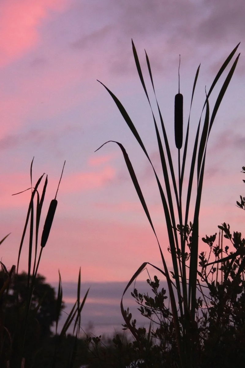 Laura Egerton_Sunset Reeds.jpg