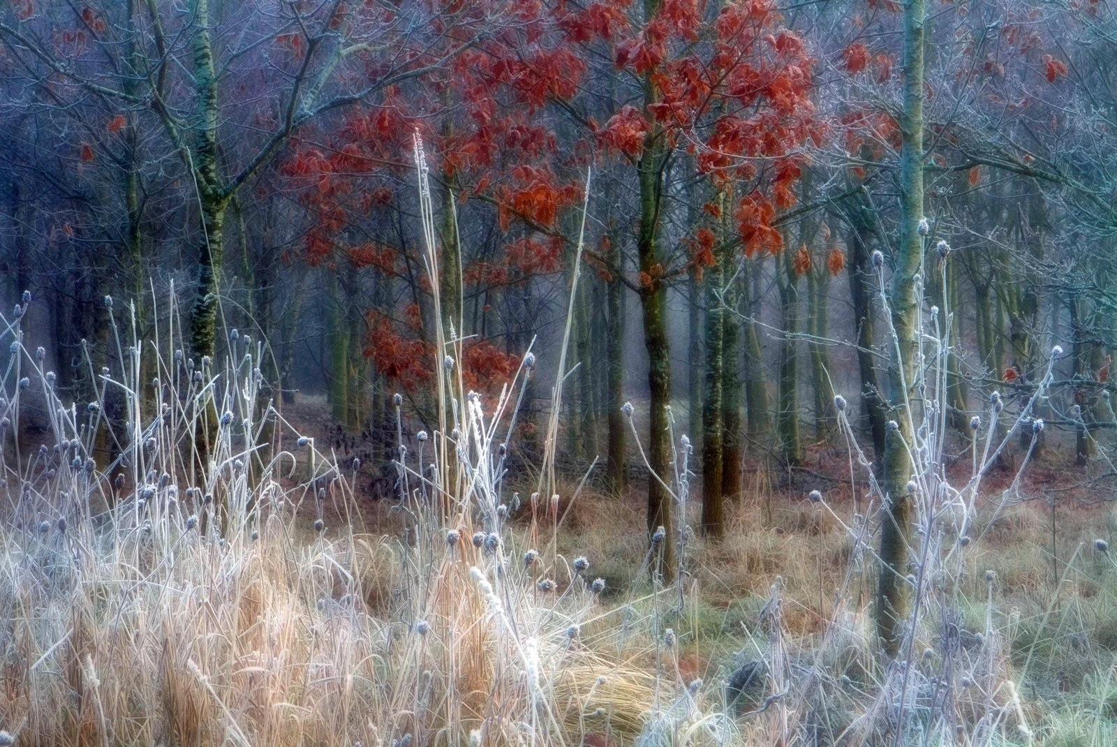 Winter-Textures_Debbie-Degge.Jpg