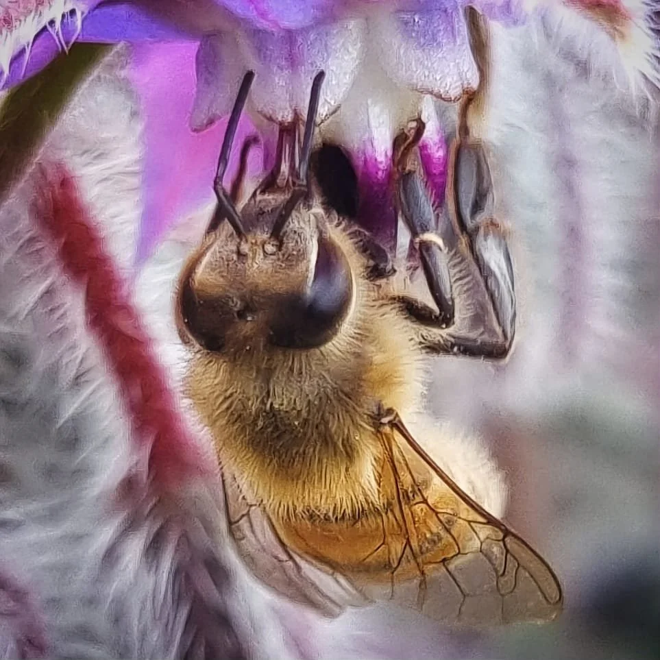 16_Bee and Borage_Victoria Curtis.jpg