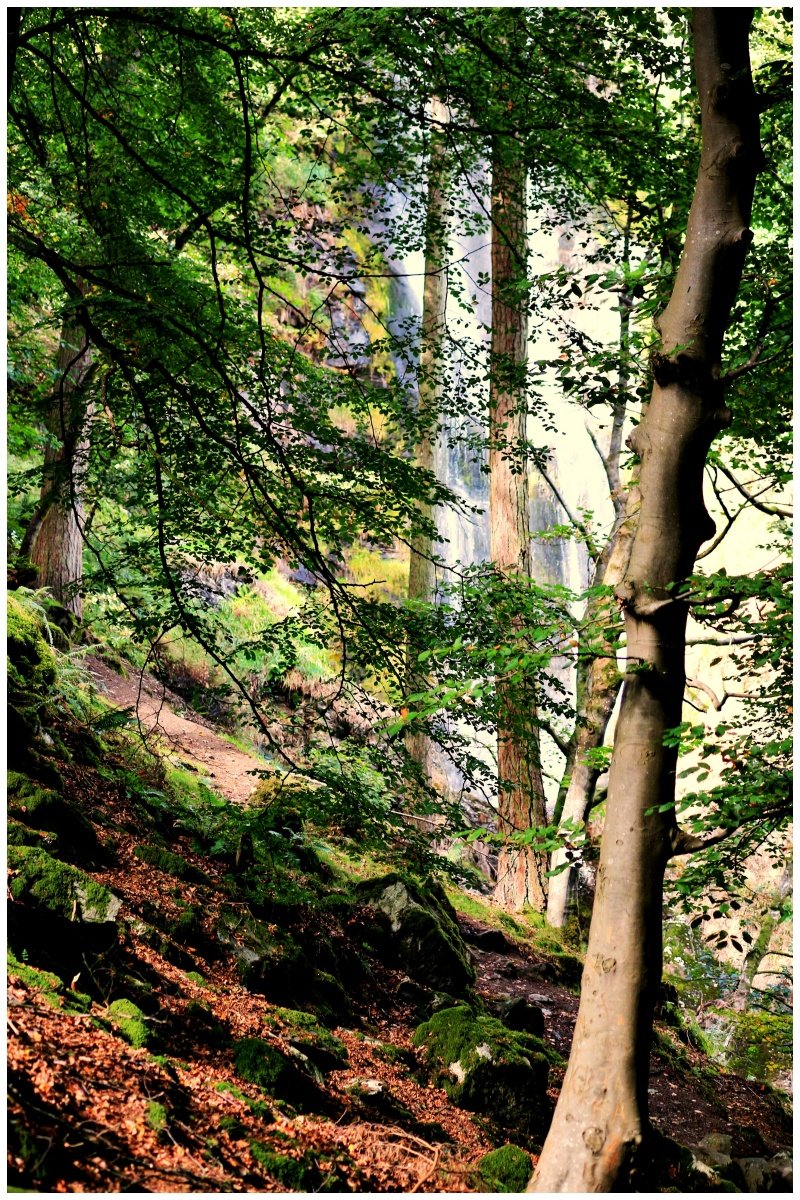 Fall-Behind-The-Trees_Mark-Wood.JPG