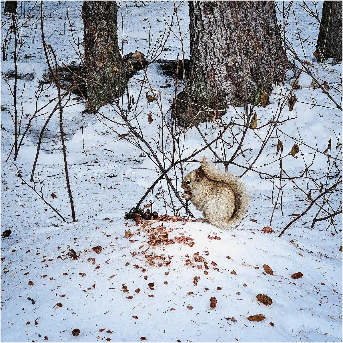 16_Winter Colours_Graeme Tozer.jpg