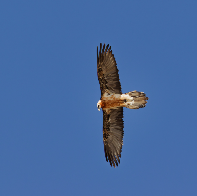 Bearded Vulture (Lammergeier) - 360mm f7.1 1/800 ISO250