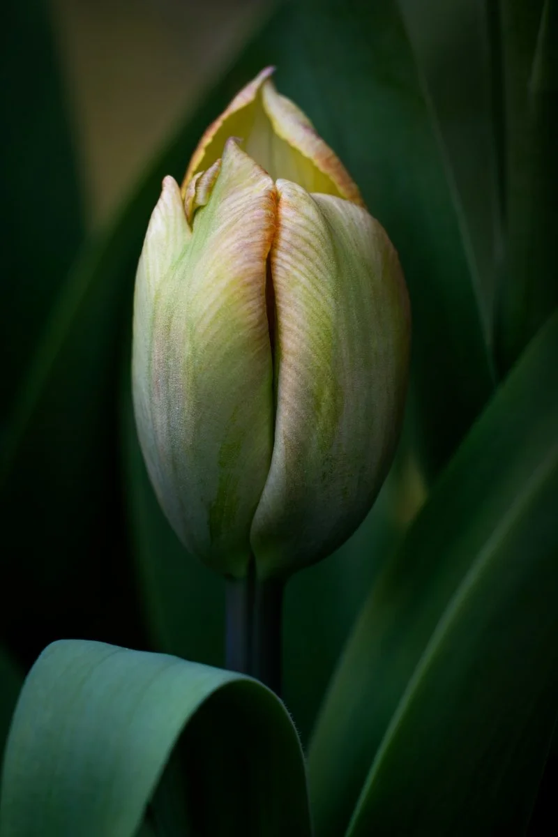 16_Blooming_Laura Egerton.jpg