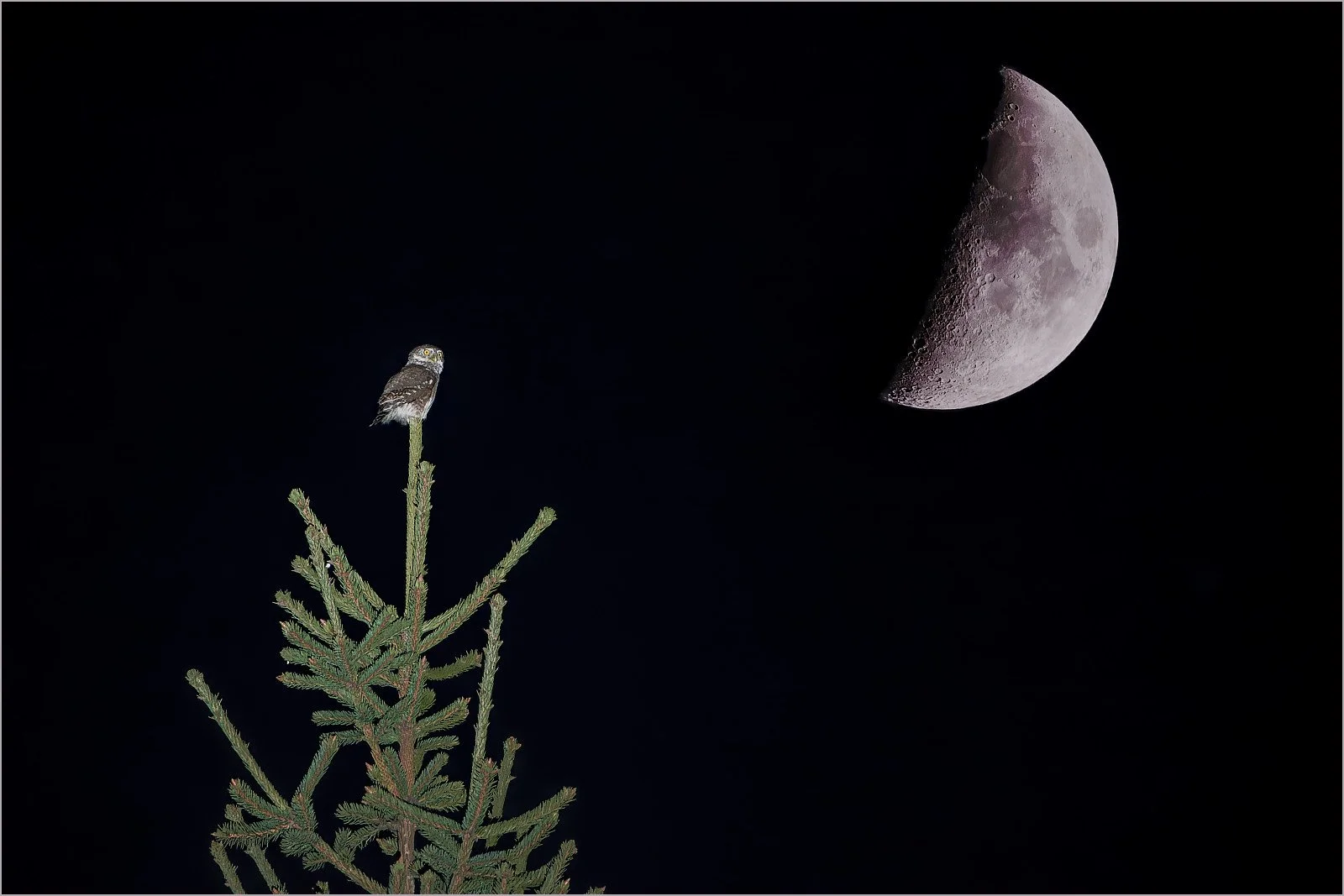 20_Owl at the Moon_Simon Pugsley.jpg