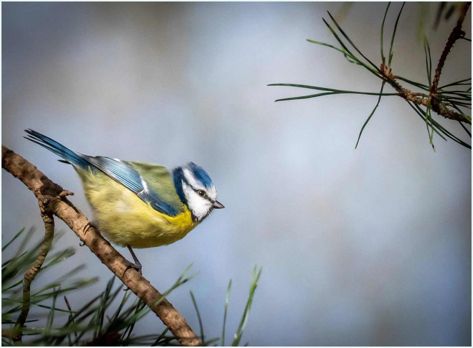 16_Ready for take-off._Peter Toolan.jpg