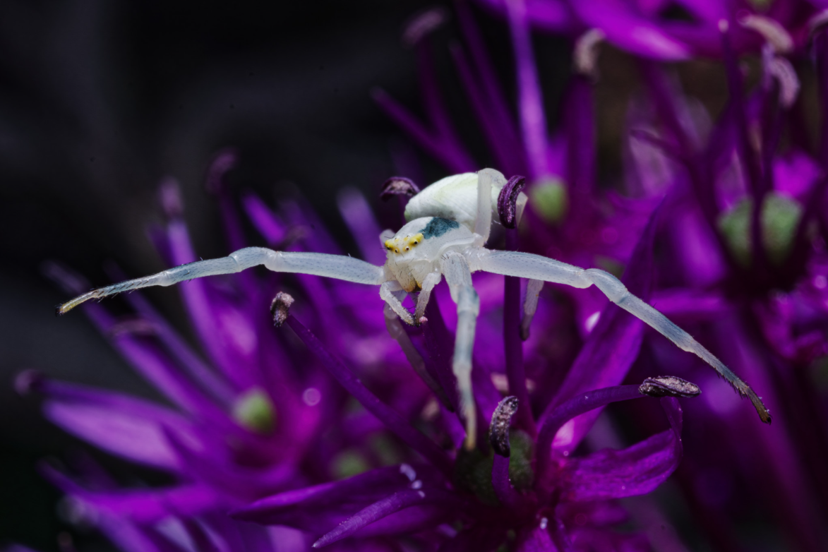 Crab Spider with flash and diffuser f16 1/250 iso 500