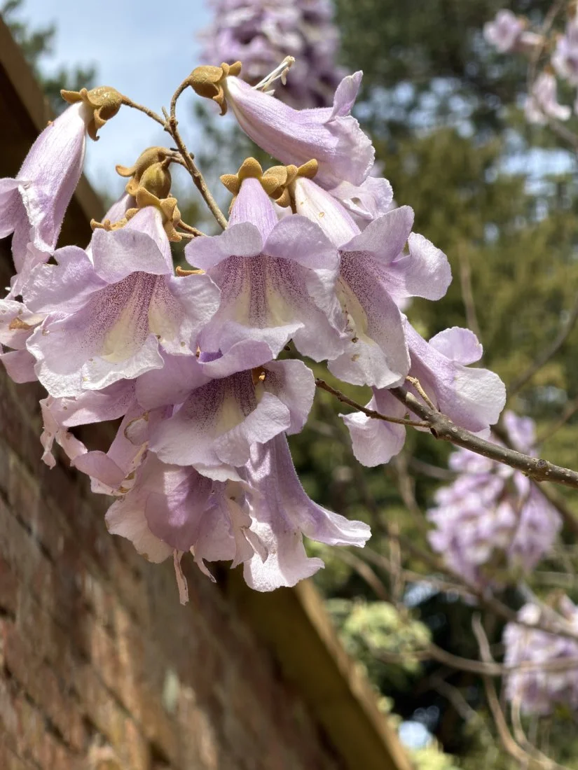 15_Foxglove Tree blossom_David Willis.jpg