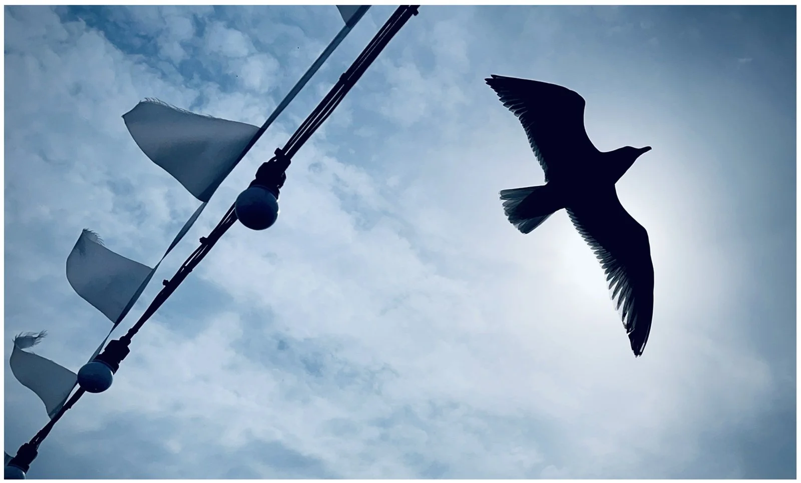 Paul Widdowson_Silhouette Seagull.jpg