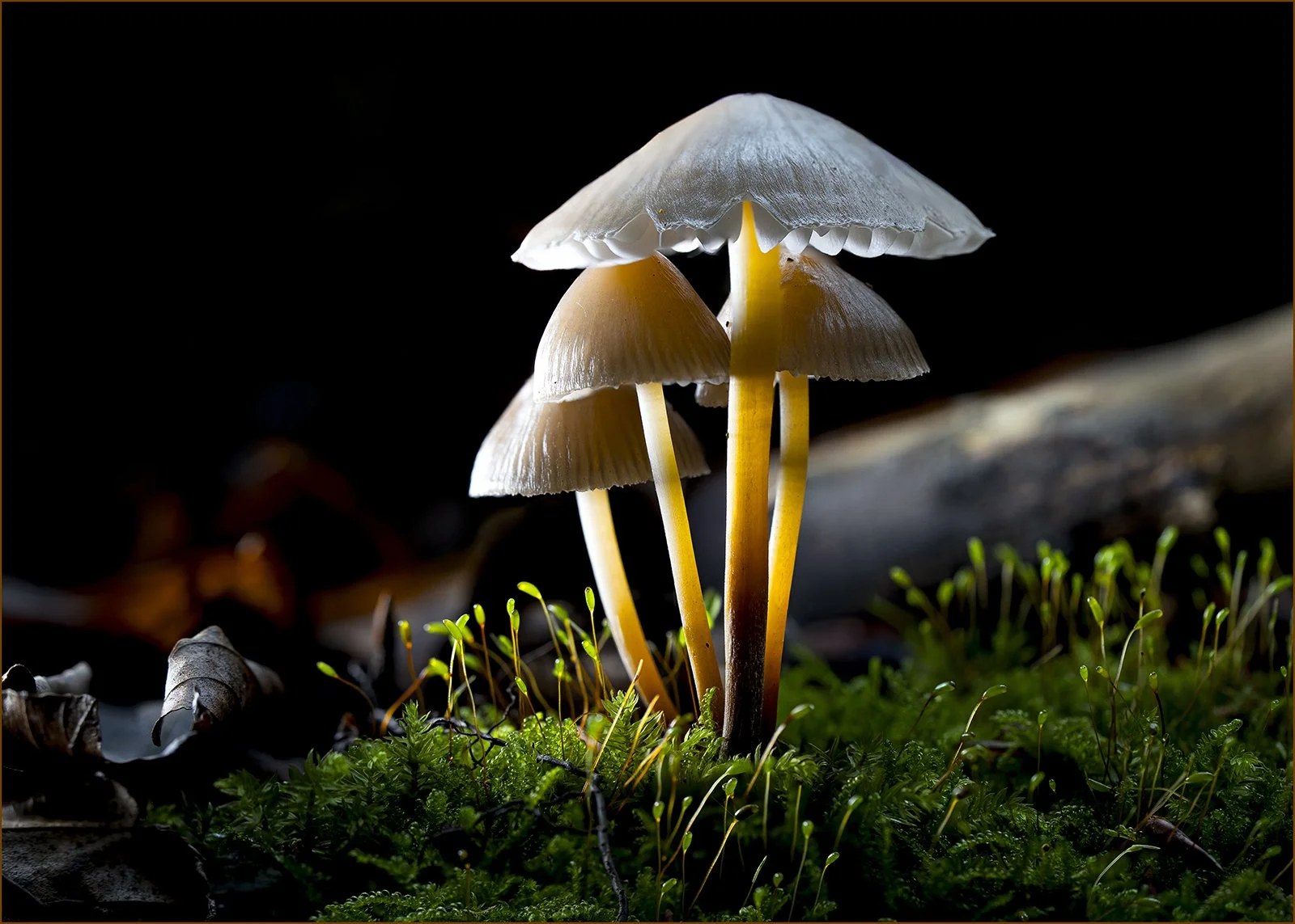 16_The Forest Floor Sanctuary_Keith Waldron.jpg