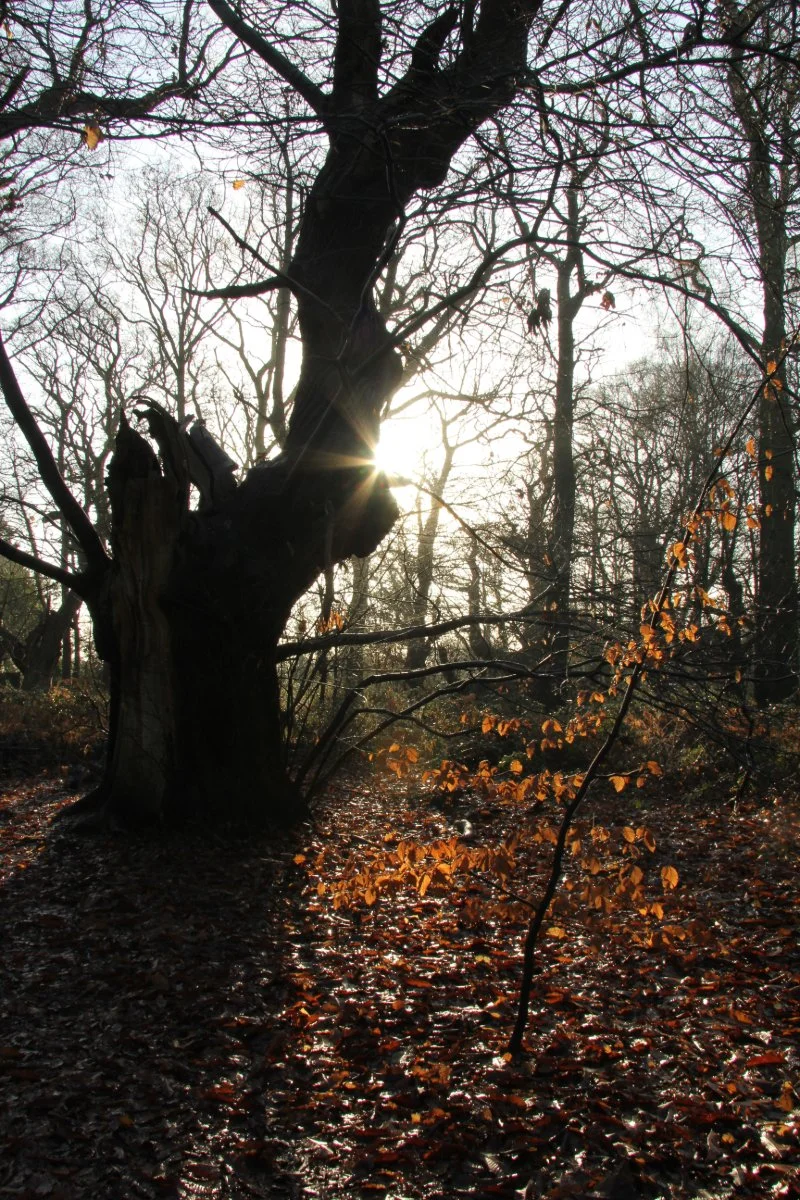 Victoria Curtis_Winter's Glow.JPG