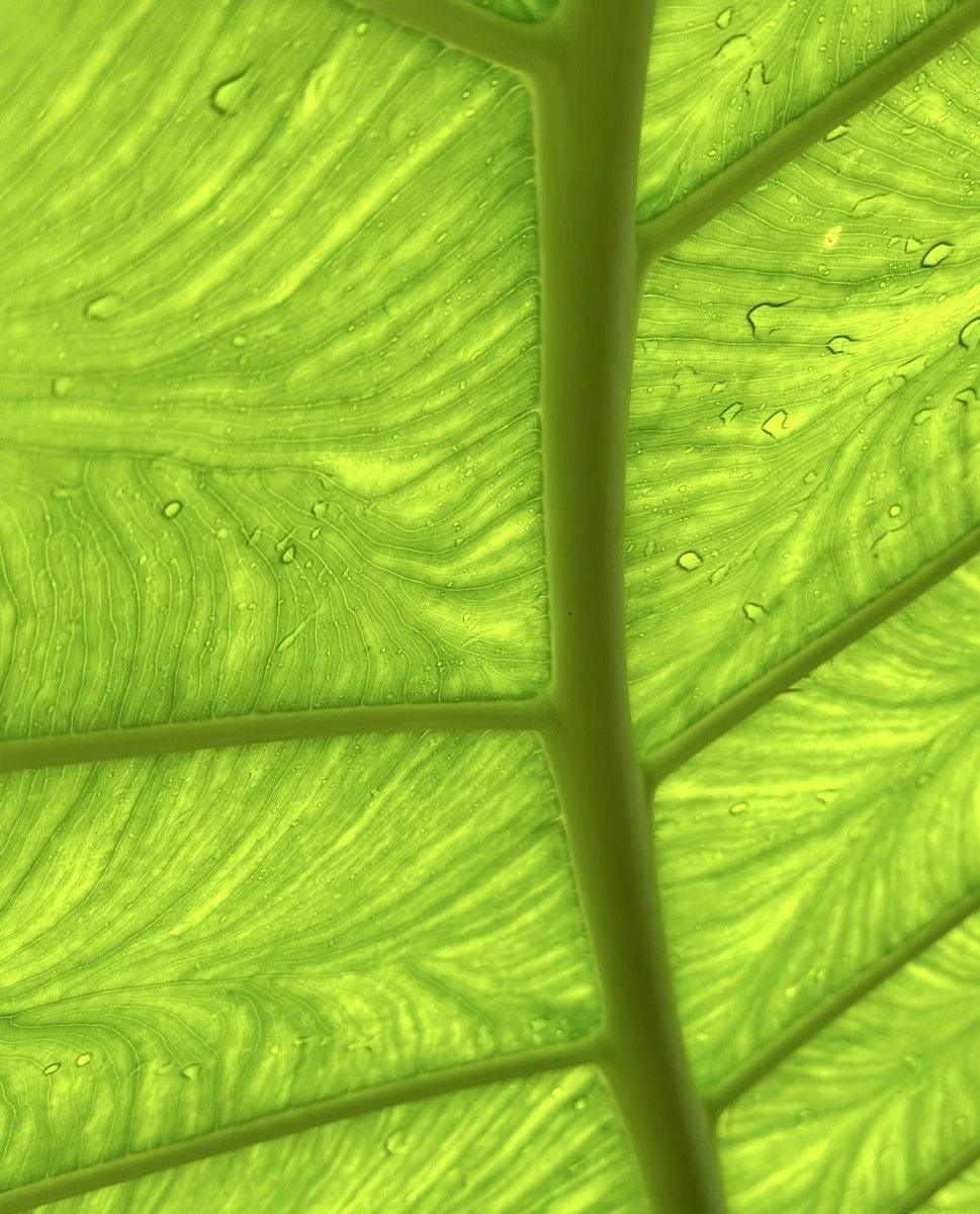 19_Under-leaf_Ruth Miknenas.jpeg