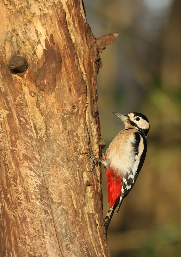 Great-Spotted-Woodpecker_Debbie-Degge.Jpg