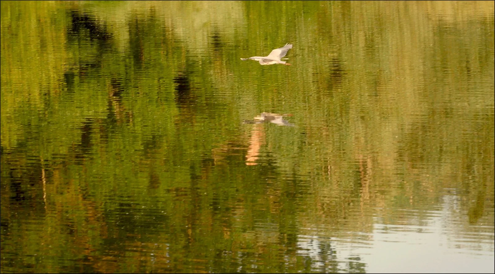 Heron-In-Flight_Yvette-Mcgarry.Jpg