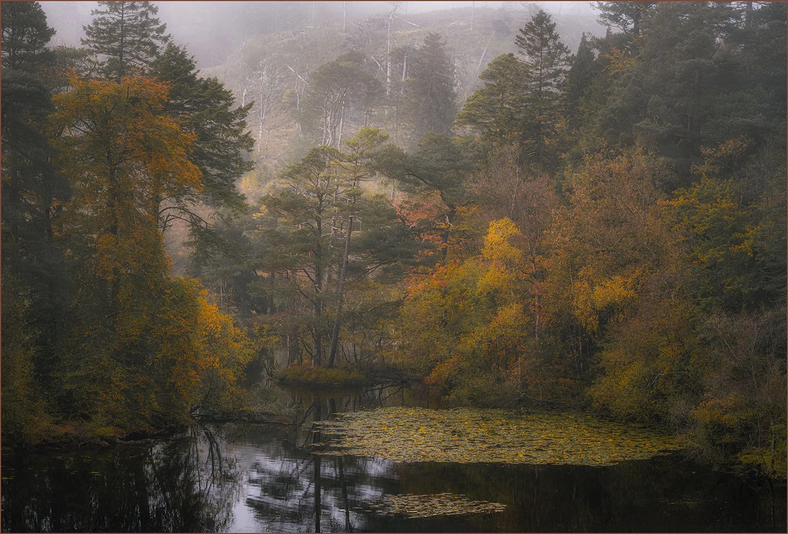 Keith Waldron_Autumns Gold.jpg