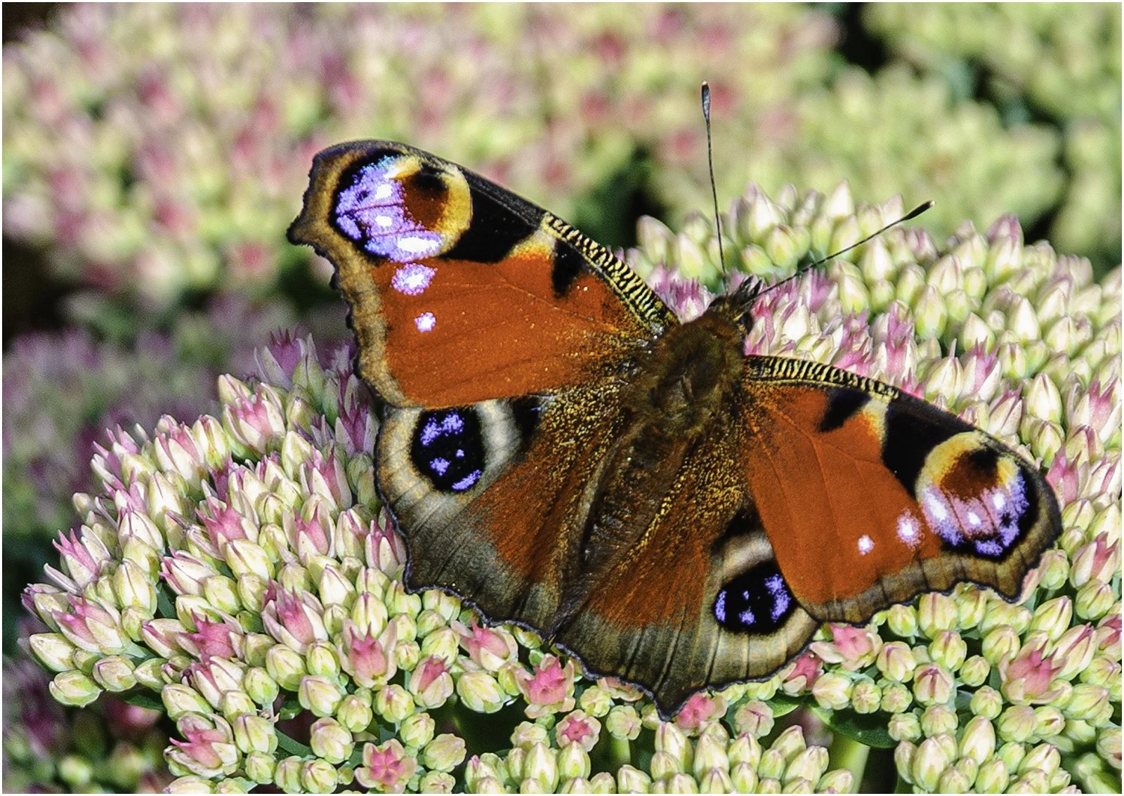 18_Peacock butterfly_Sean Lindsey.jpg