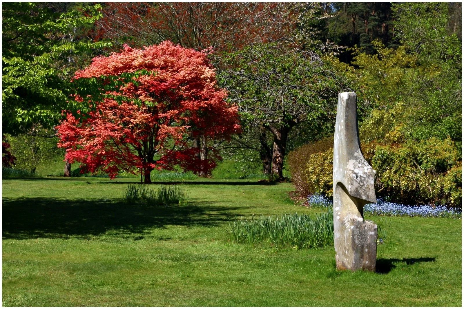 16_Japanese Maple_Mark Wood.JPG