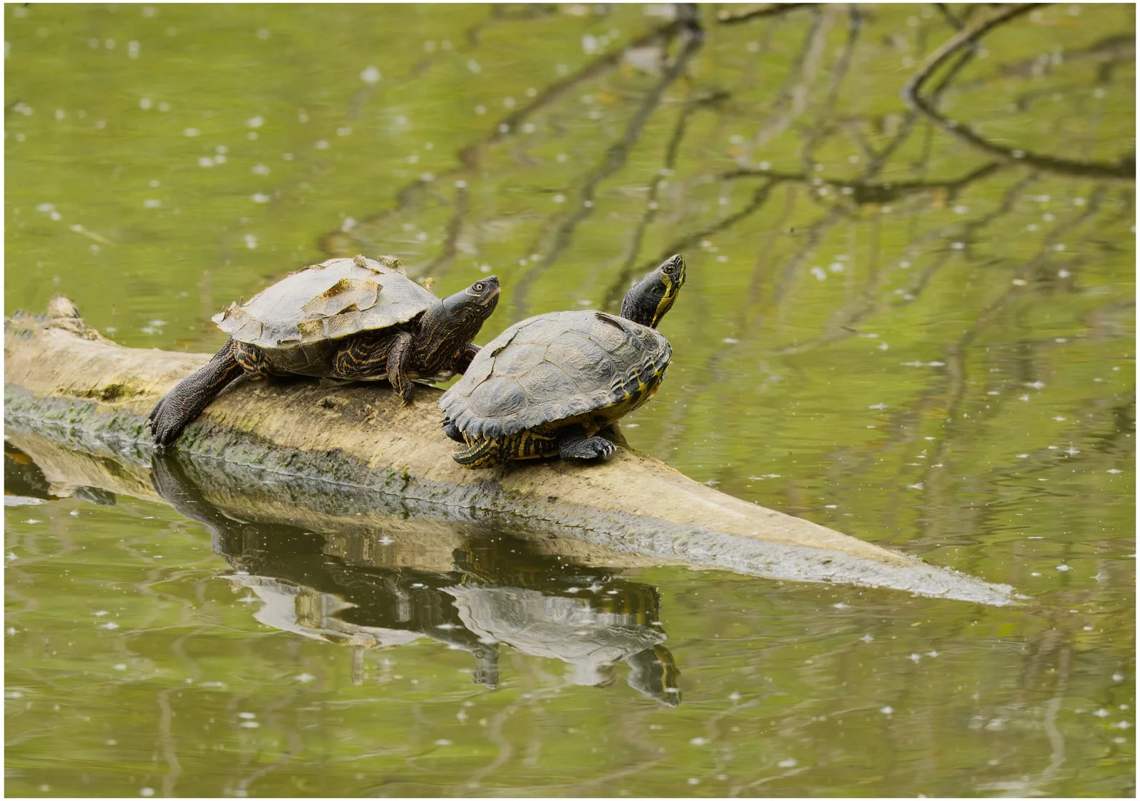 4-Terrapins-Basking_Thomas-Millard.Jpg