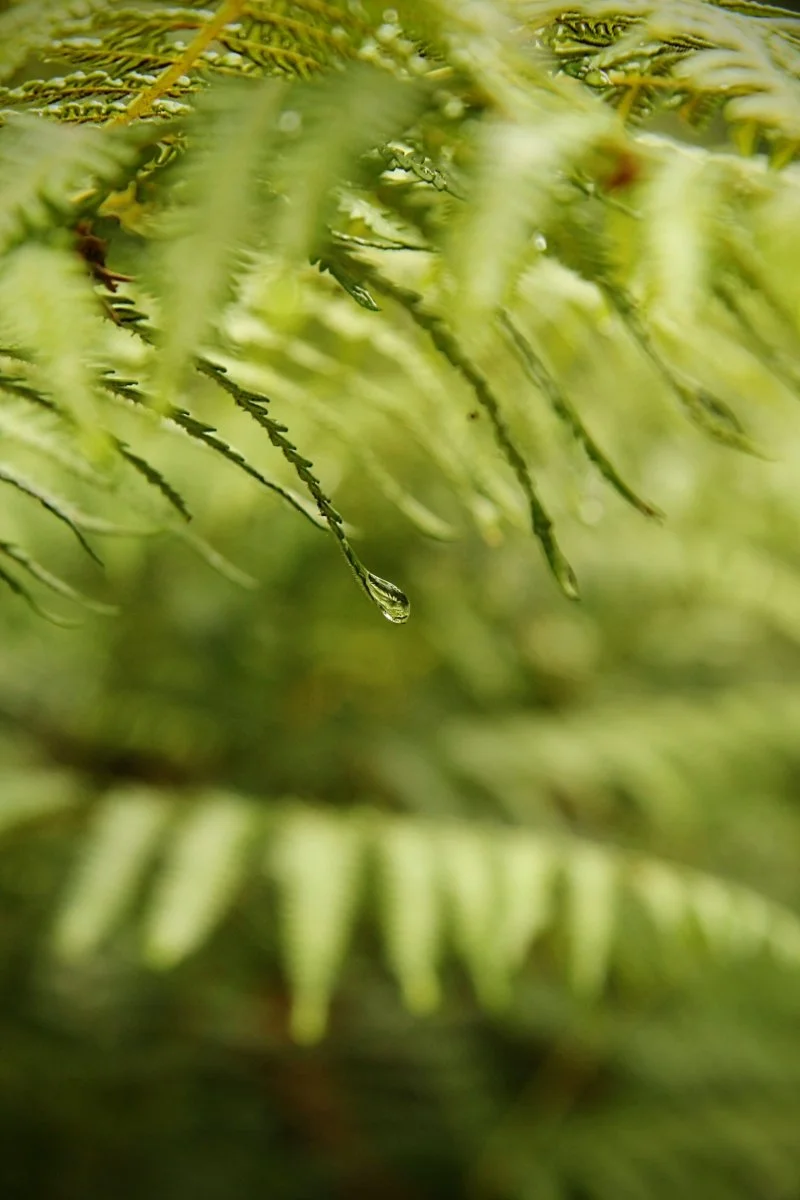 Victoria Curtis_After the rains.jpg