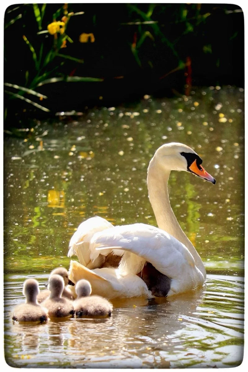15_Follow the Leader_Paul Widdowson.jpg