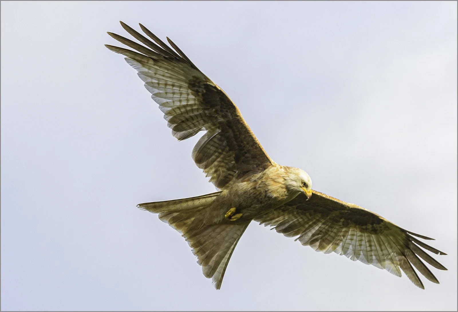 19_White kite, Powys_Sean Lindsey.jpg
