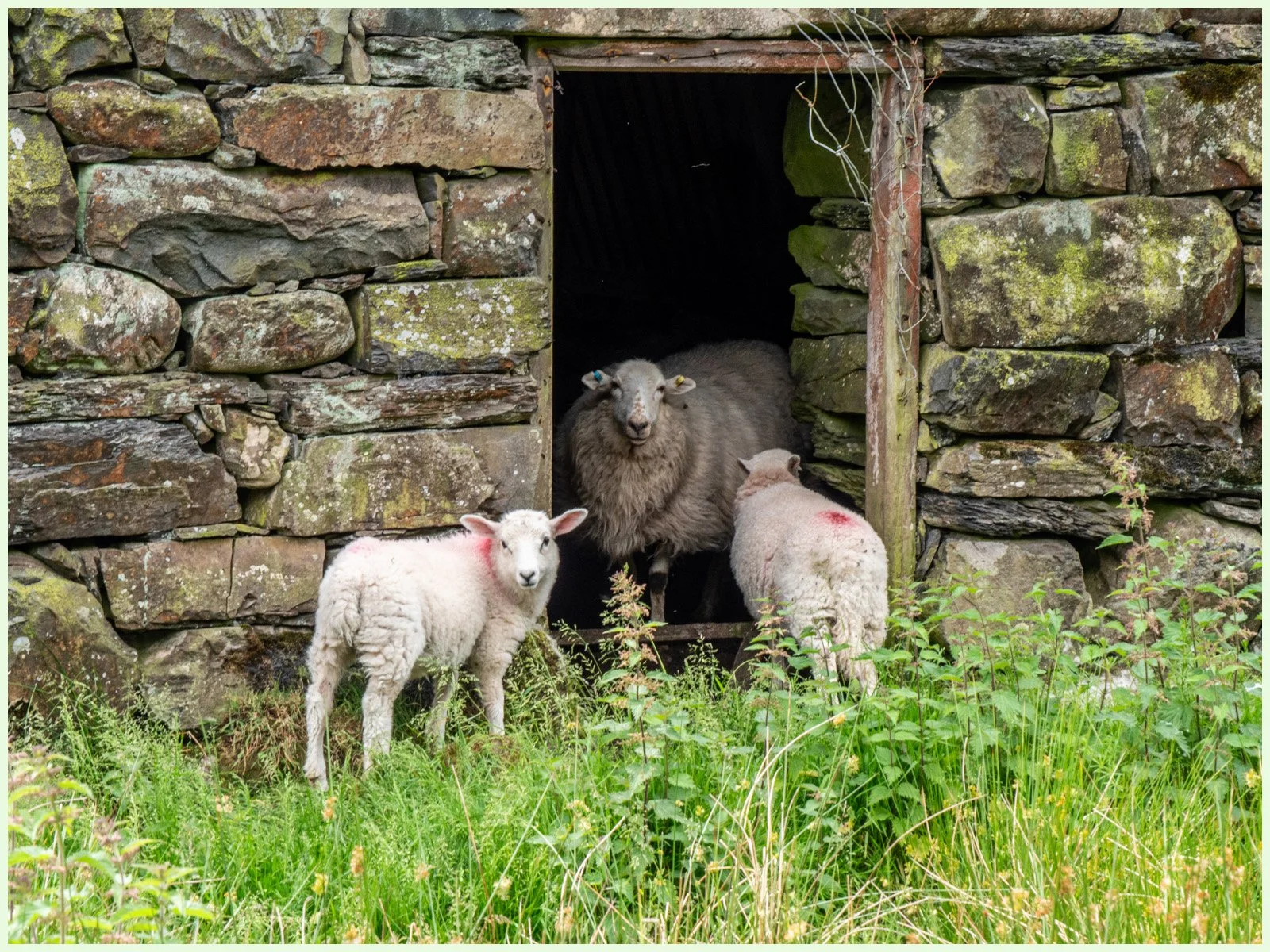 4-Welsh-Squatters_Peter-Toolan.Jpg