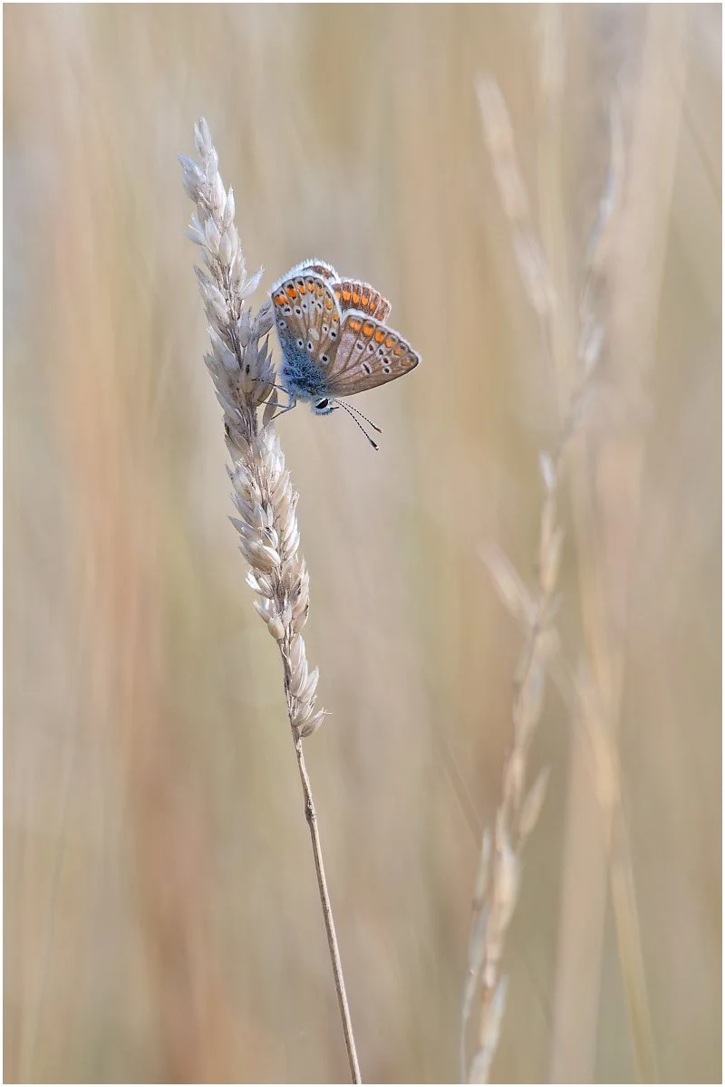 Simon Pugsley_Brown Argus.jpg