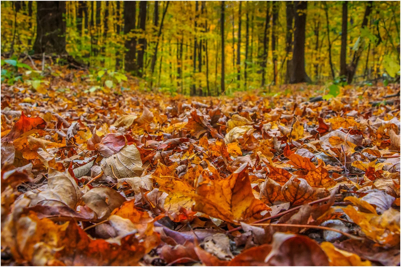 15_Autumn Colours_Dave Rodgers.jpg
