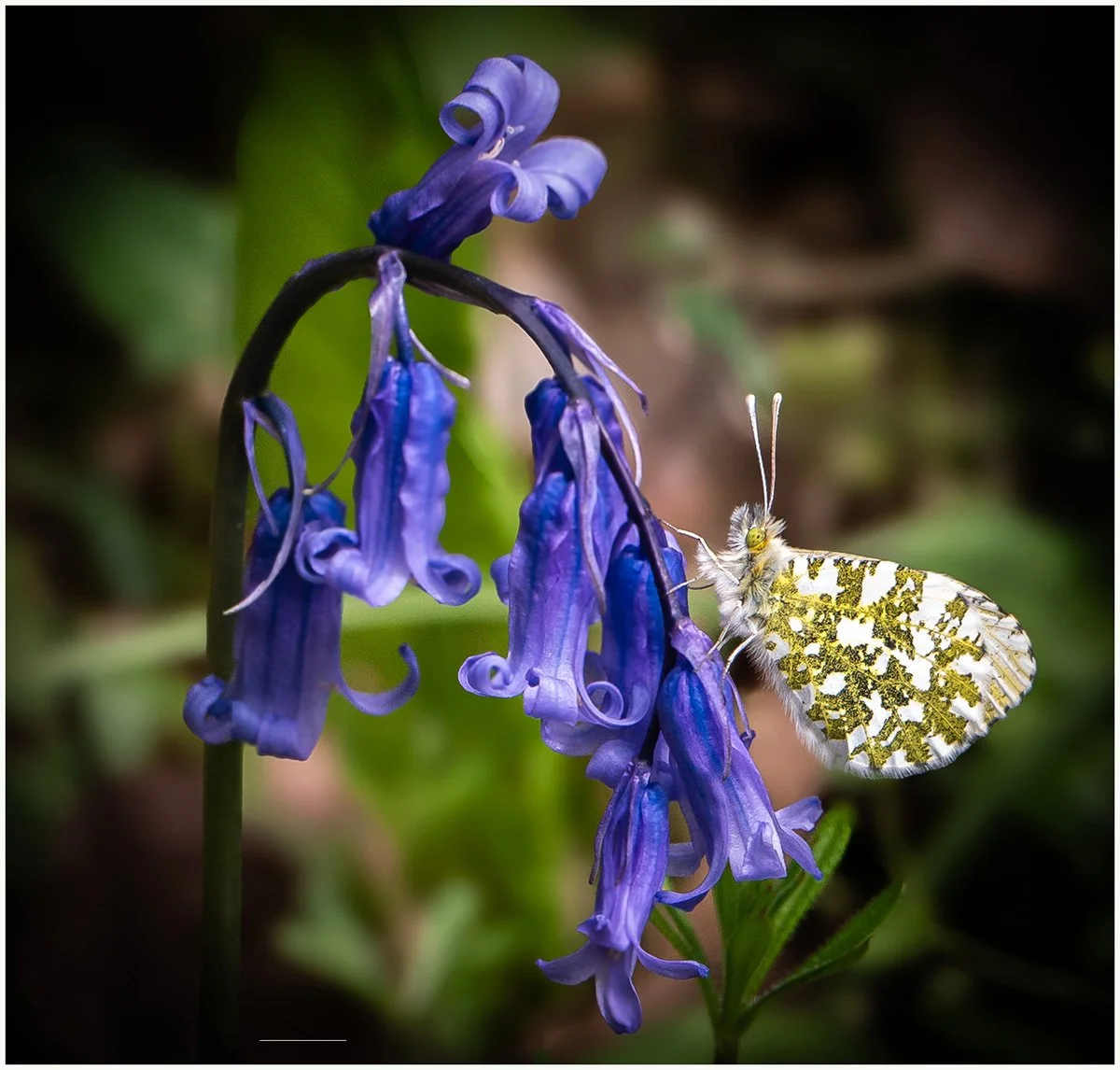 16_Bluebell and orange tip._Peter Toolan.jpg