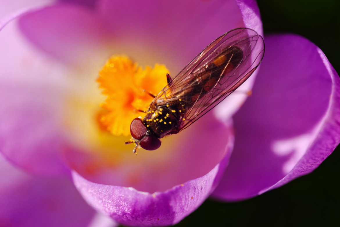 Close working distance - Hoverfly 1:1 f16 1/1000 ISO 400