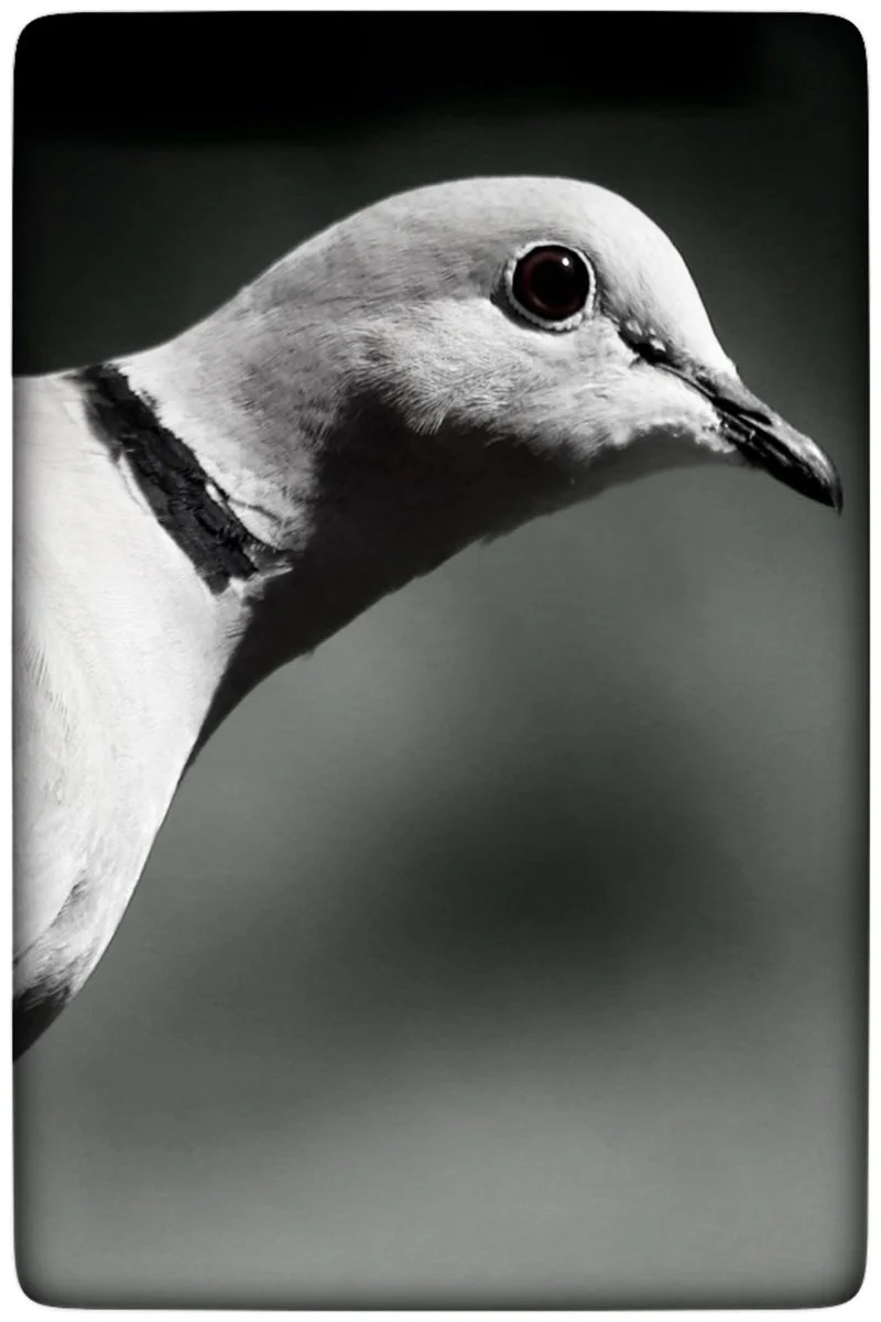 15_Keeping Watch_Paul Widdowson.jpg