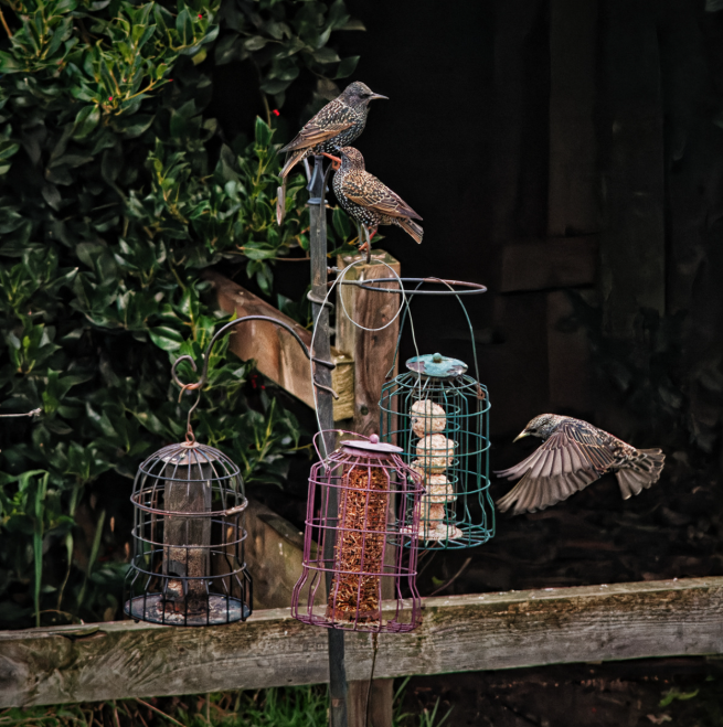 Starlings - Manual lens no stabilization - 210mm f8 1/1000 iso12800 DXO noise reduction applied