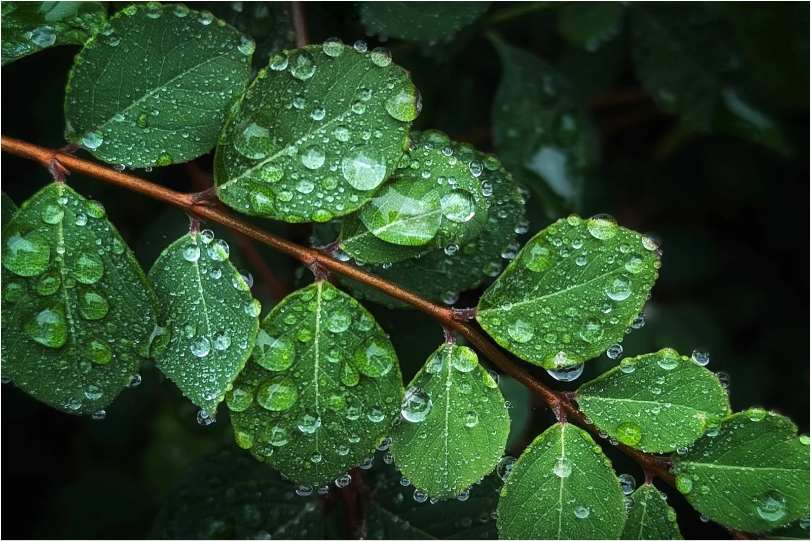 17_Natures Macro Lens_Simon Pugsley.jpg