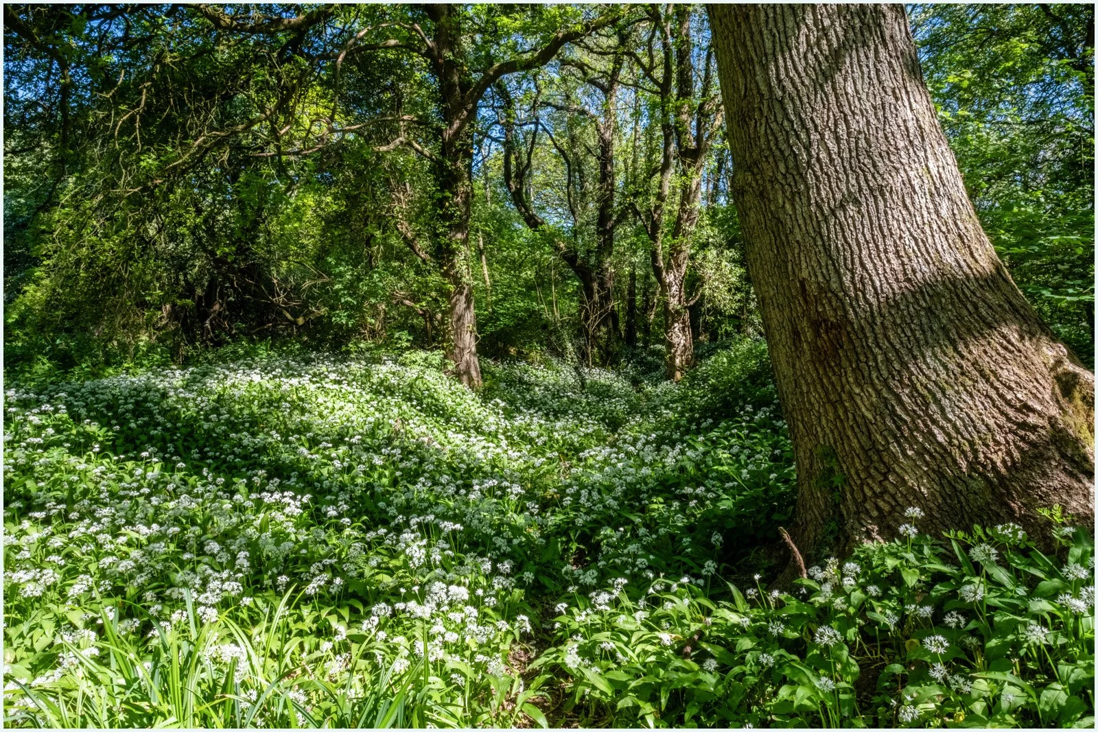 16_A walk through wild garlic._Peter Toolan.jpg