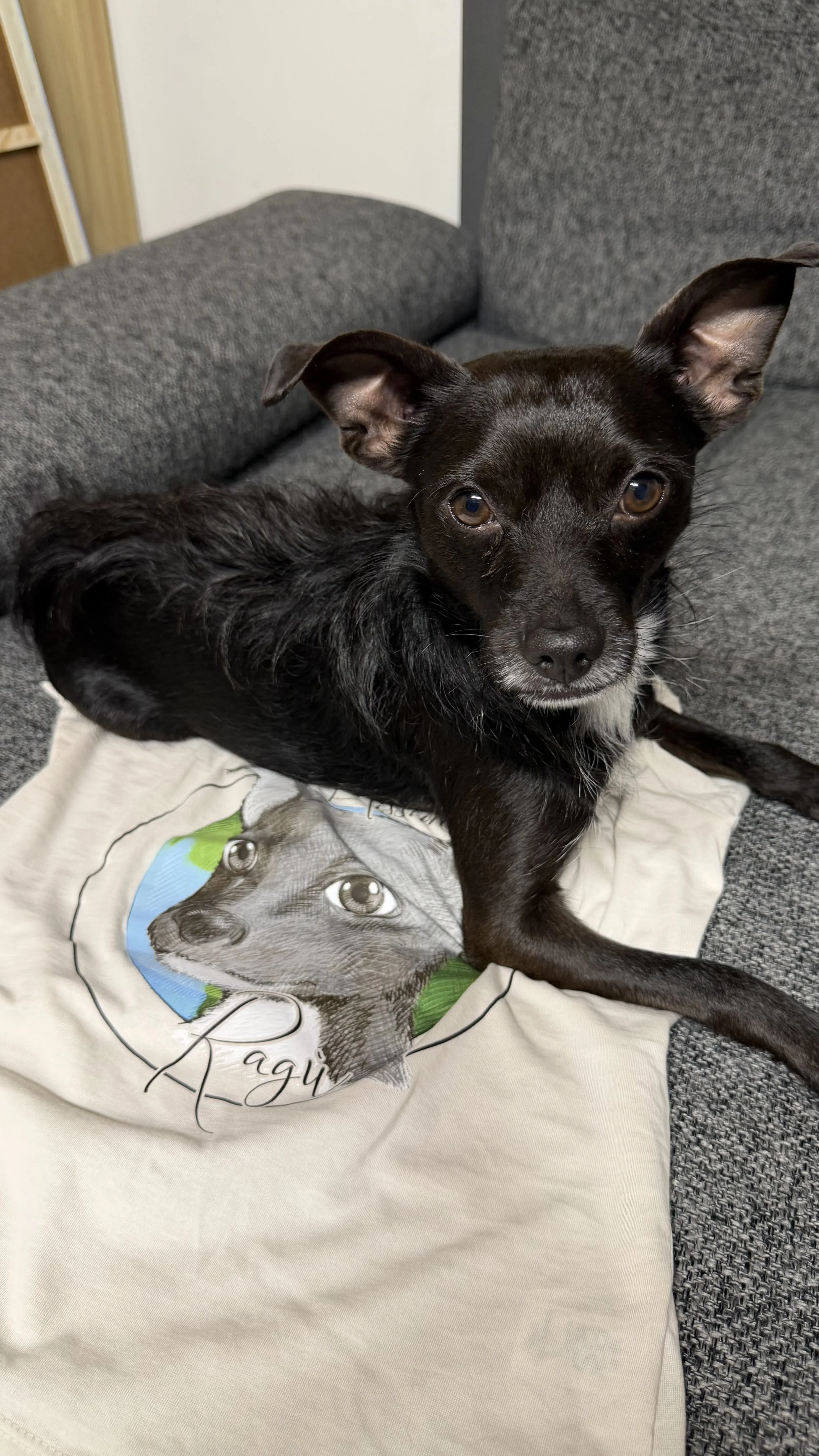 Cane che si chiama Ragù seduto sul divano sopra una maglietta stampata con il logo di Mission Ragù.