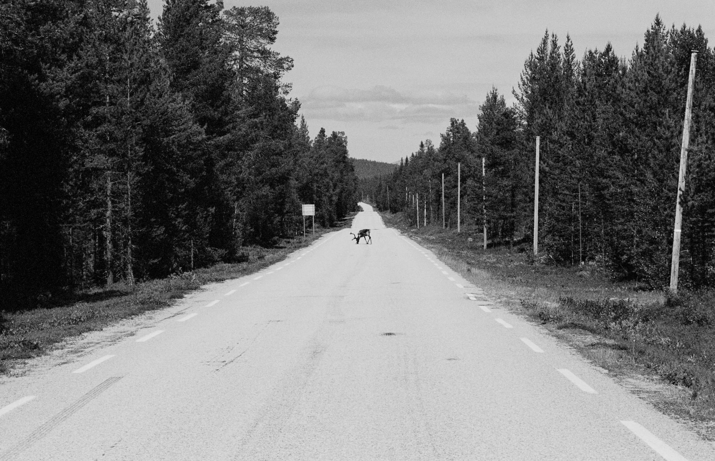 A lone deer crossing an empty rural road surrounded by pine trees on both sides.