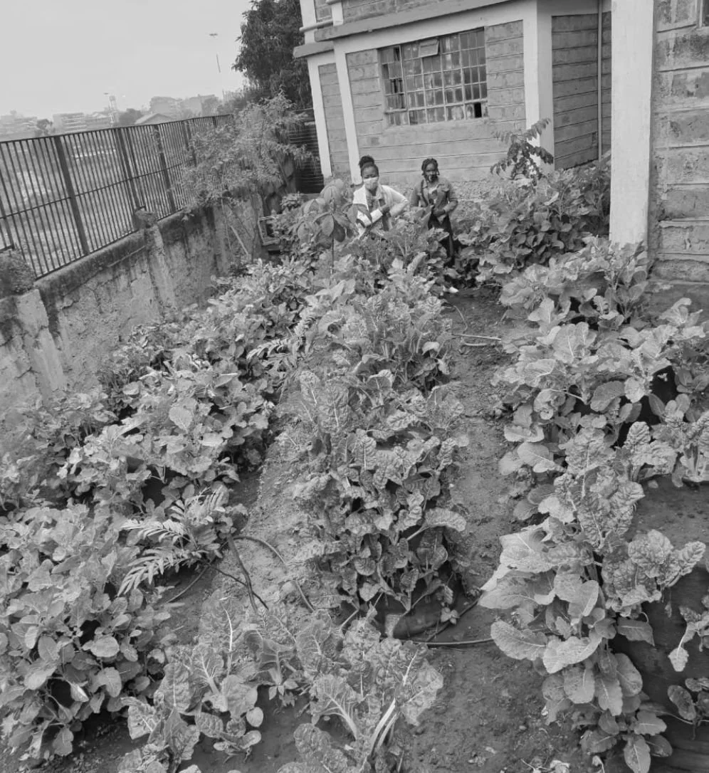 Three girls working in a vegetable garden next to a house, with plants and a metal fence in the background.