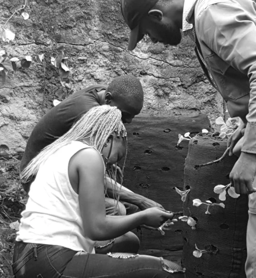 People planting young plants in a hole on a hillside surrounded by soil and small plants.