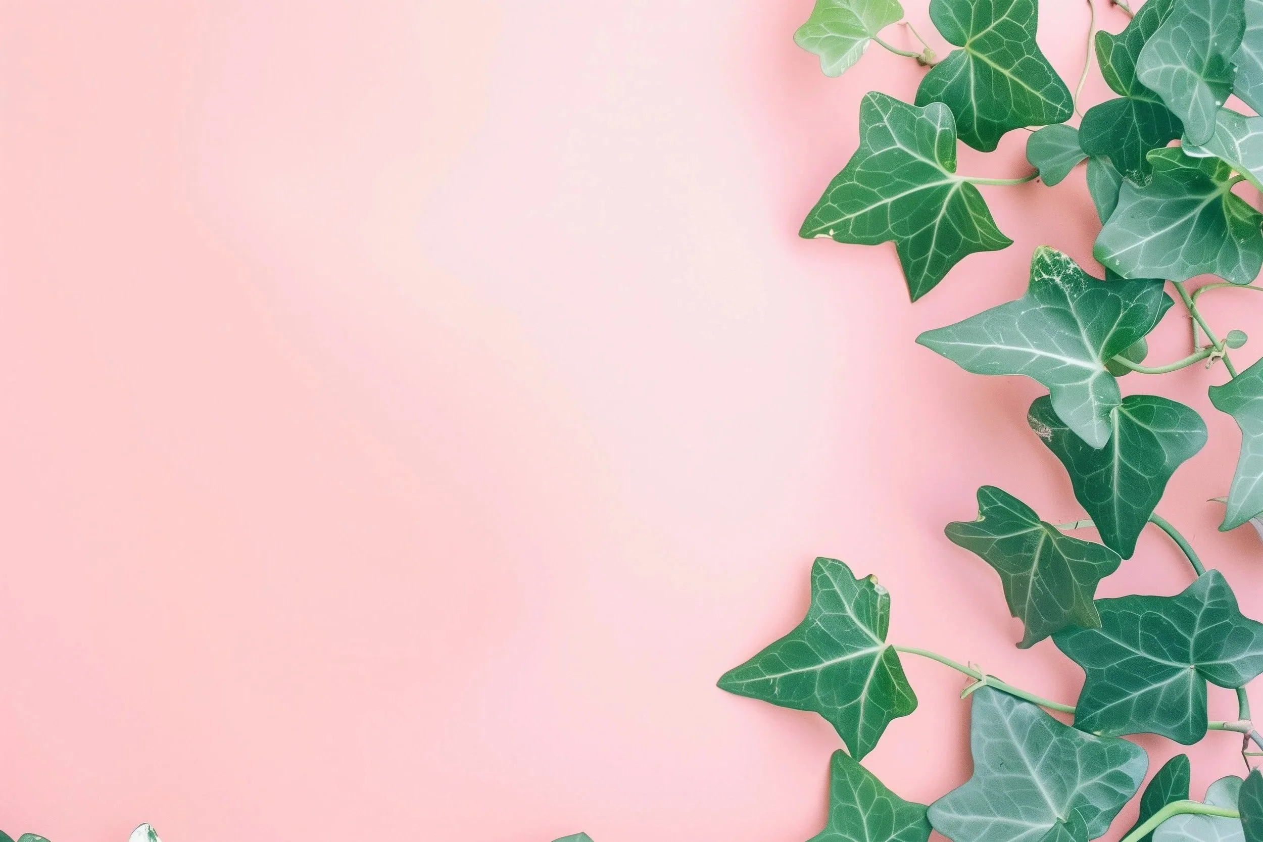 Green ivy leaves spread across a pink background.