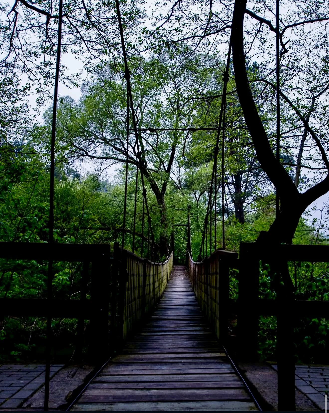 Wooden suspension bridge with railings extending into a lush green forest with tall trees and dense foliage.