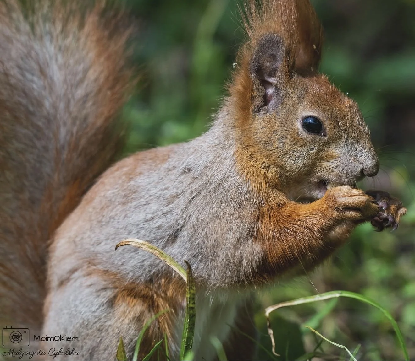 A squirrel eating a nut in a grassy area.
