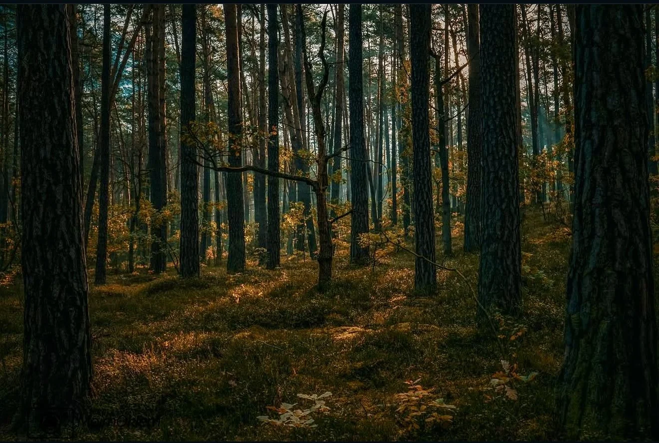 Sunlight filters through a dense forest of tall pine trees with a forest floor covered in brown and green foliage.