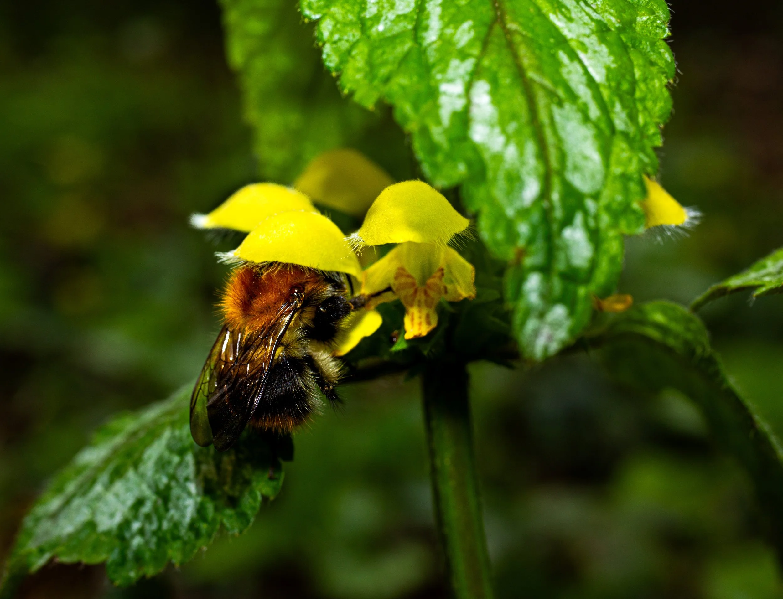 hommel en dovennetel1.jpg