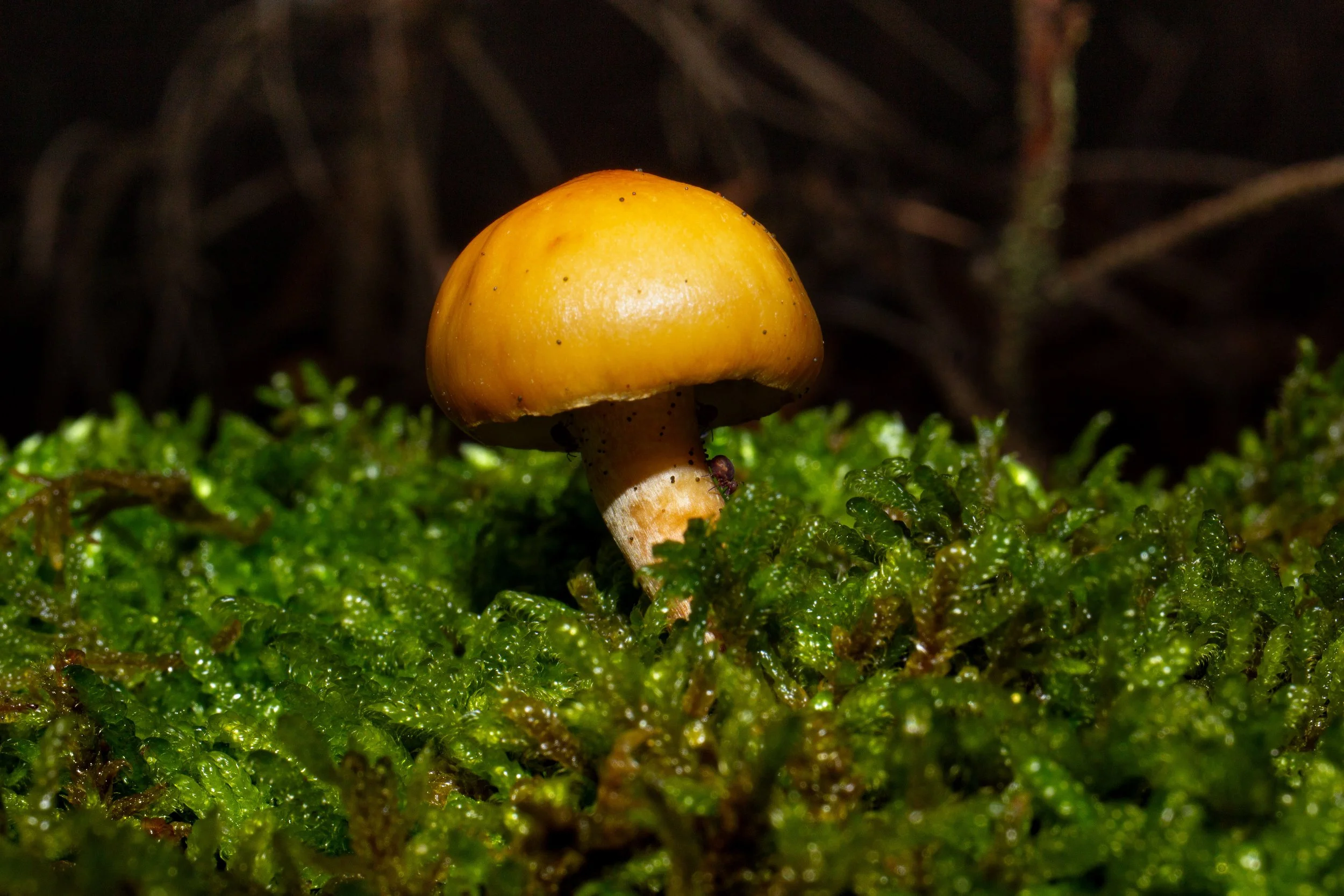 _MG_7885.jpg