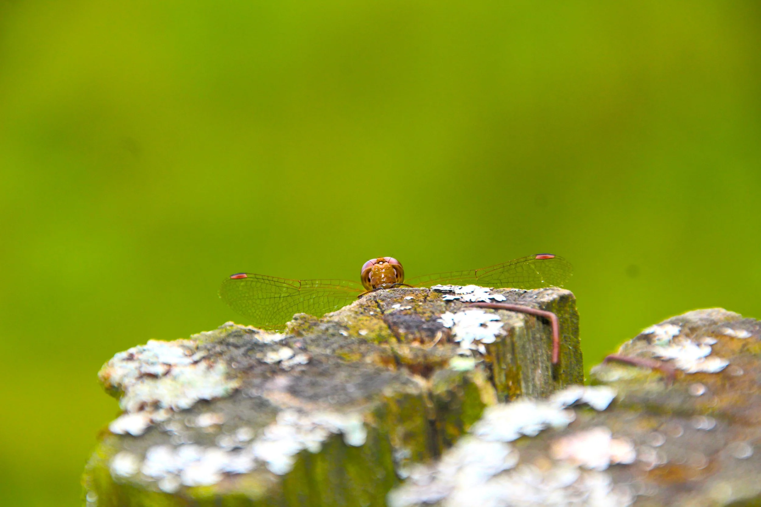 IMG_6403 - Copy.jpg