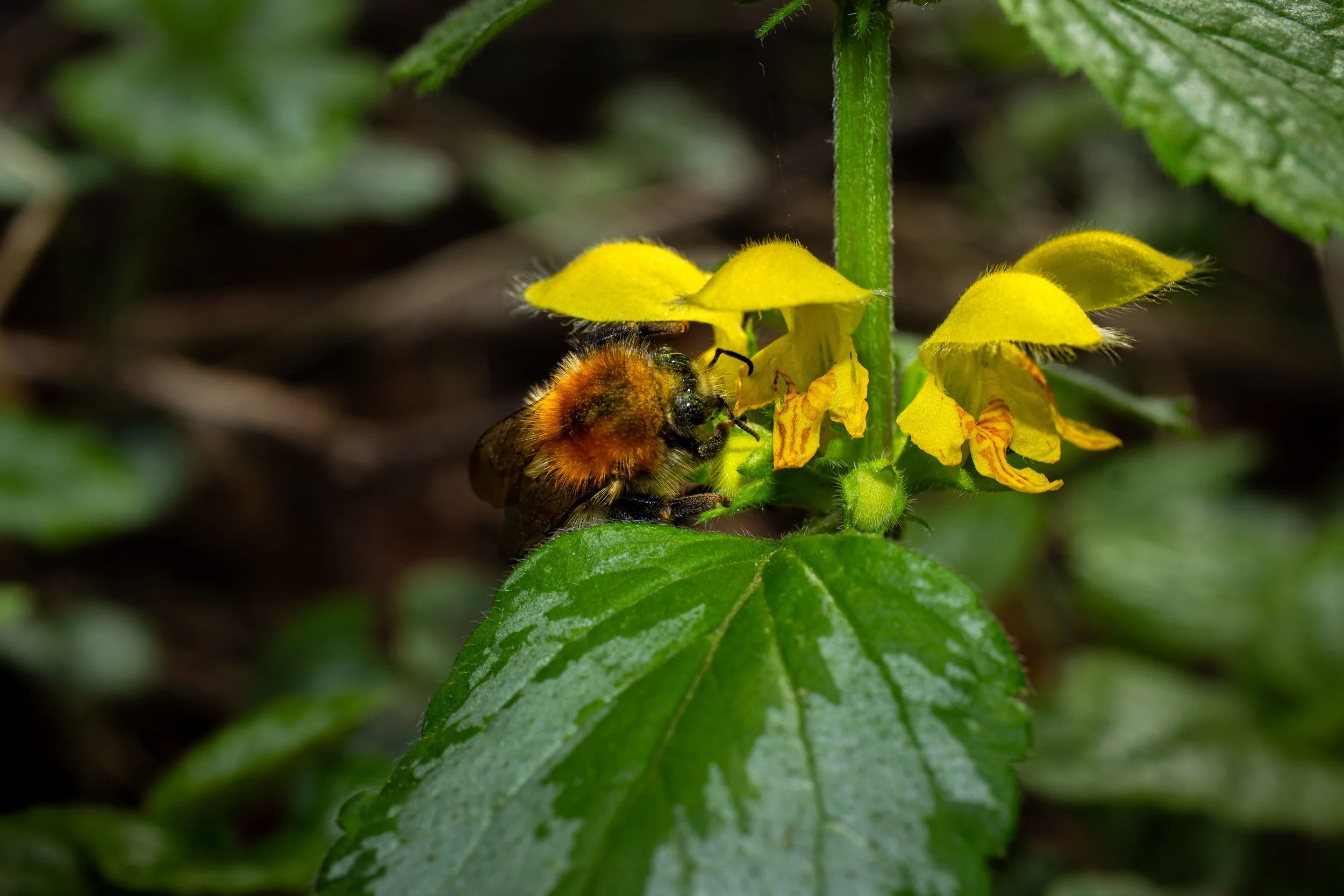hommel en dovennetel.jpg