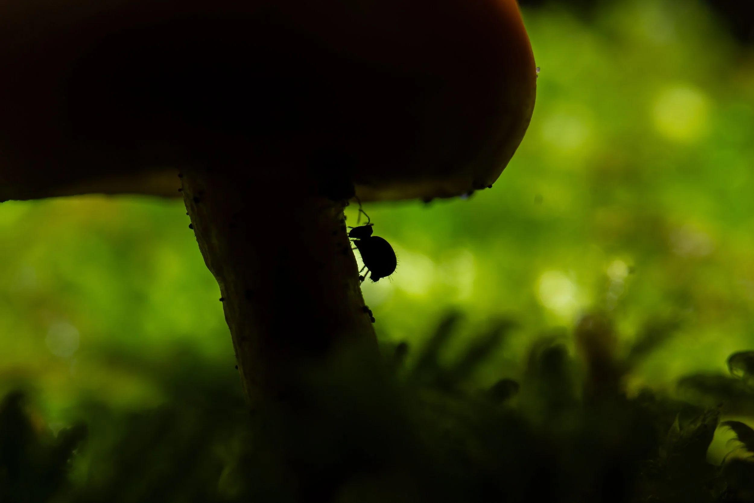 _MG_7896.jpg