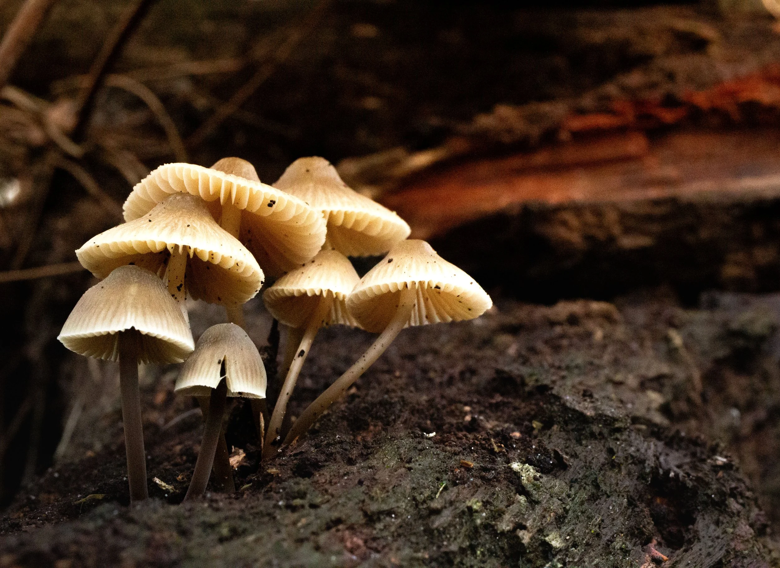 _MG_7715.jpg
