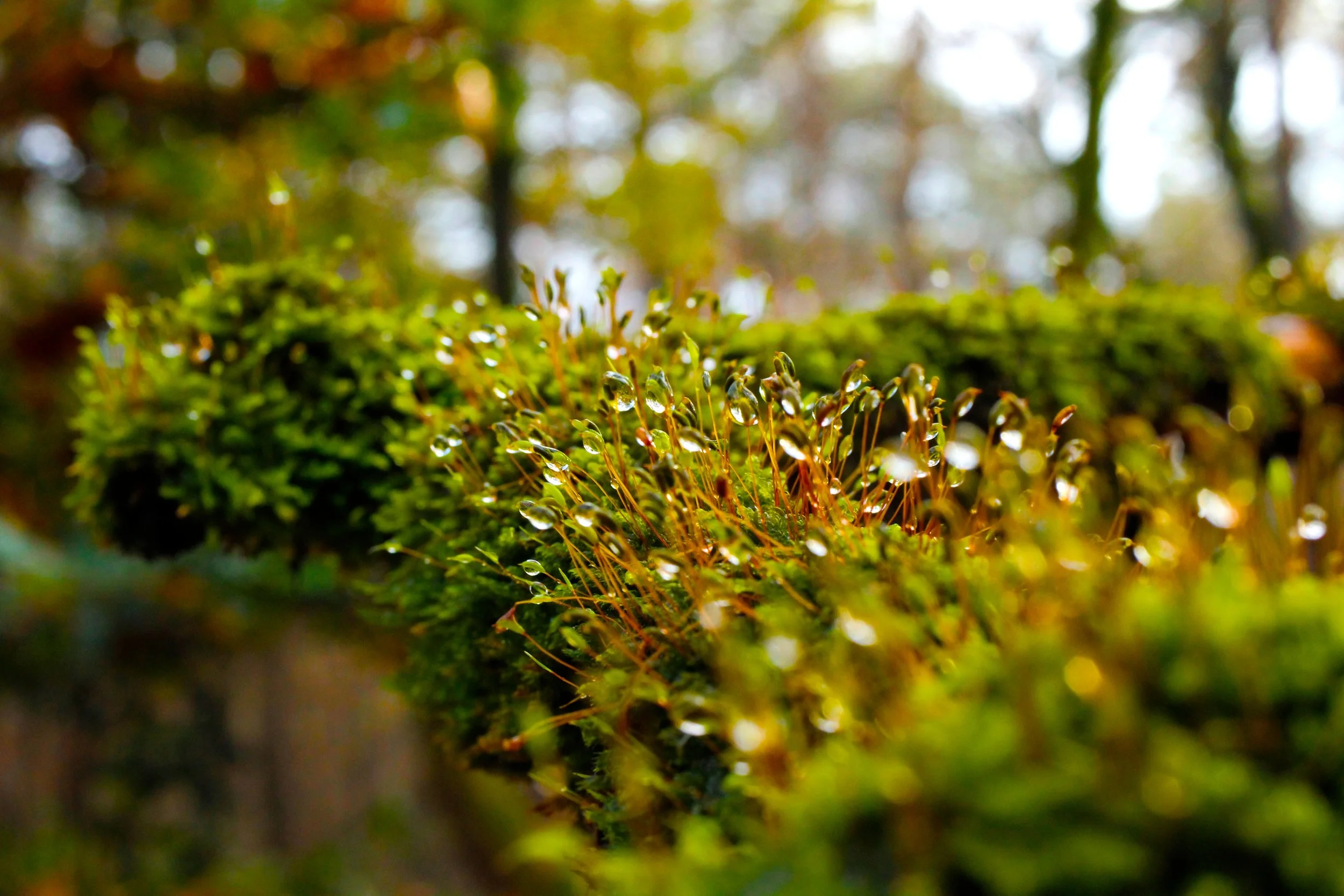 _MG_7189.jpg